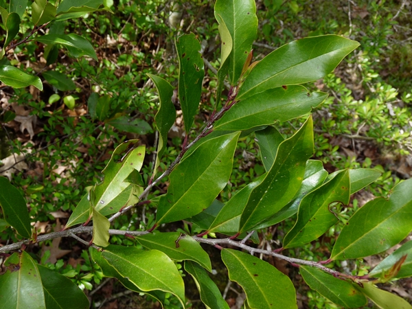 {Prunus caroliniana}